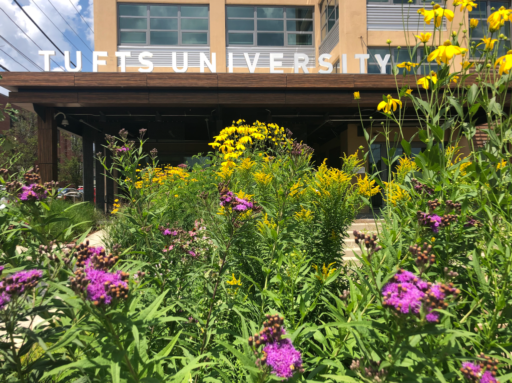 Pollinator Plaza, 574 Boston Avenue, Medford, July 2021